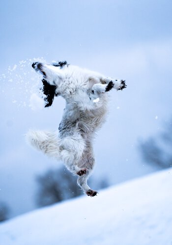 Mischlingsrüde springt und schnappt nach einem Schneeball.