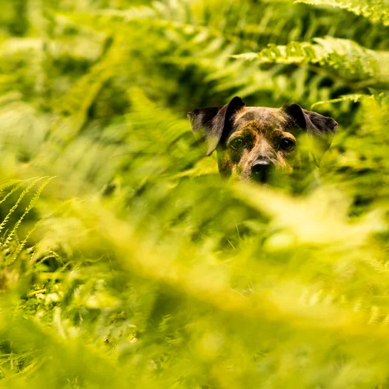 Giftige Pflanzen fr Hunde | Tipps fr den Notfall