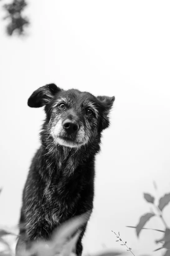 Giftige Pflanzen fr Hunde | Tipps fr den Notfall