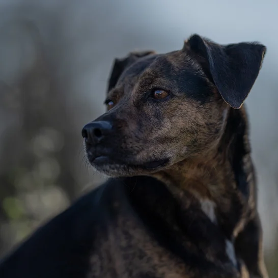 Giftige Pflanzen fr Hunde | Tipps fr den Notfall