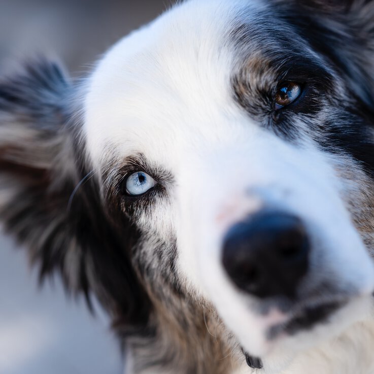 Einzeltraining in der Hundeschule Zamperlschickeria ist perfekt für Hunde aus dem Tierschutz.