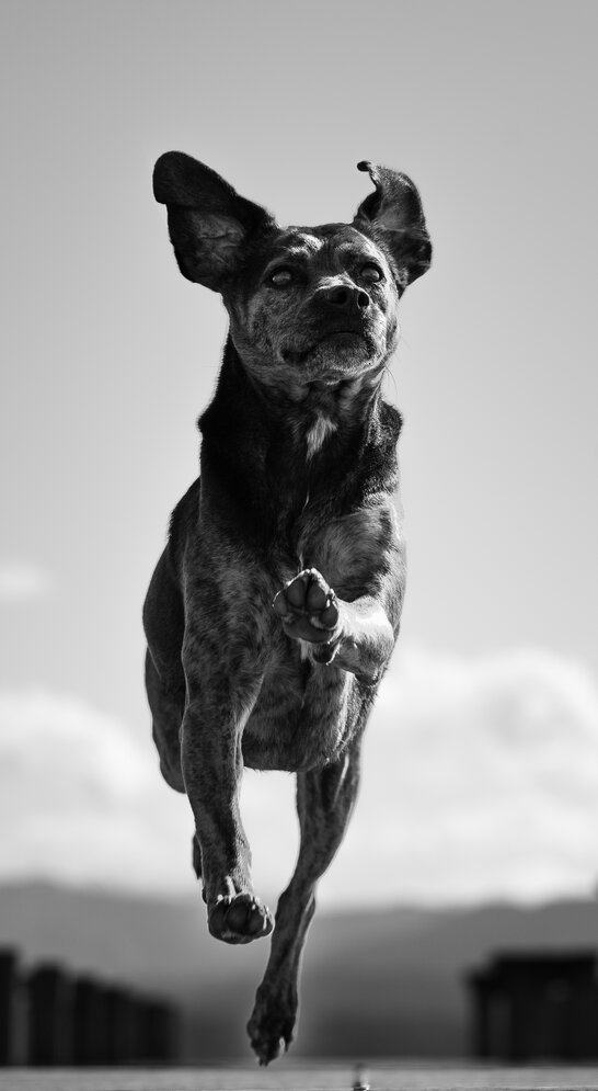 Mischling im Einzeltraining in der Hundeschule Zamperlschickeria weil er Angst vorm Alleinebleiben und beim Autofahren hat.