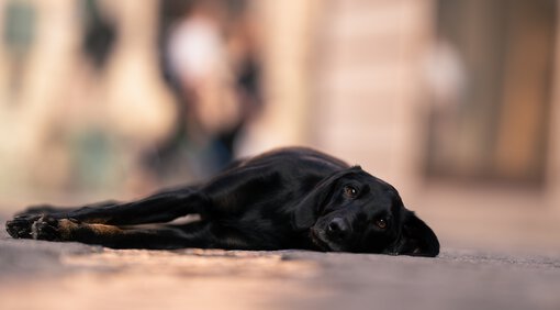 Labrador Mischling hat Spass am Einzeltraining in der Hundeschule Zamperlschickeria