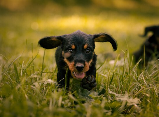 Beim Welpenkurs in Traunstein von der Hundeschule Zamperlschickeria lernt ein Dackel Artgenossen von klein auf kennen.