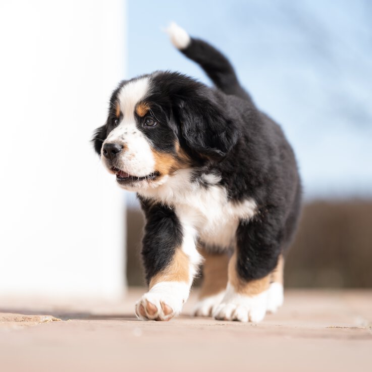 Beim Welpenkurs in Traunstein von der Hundeschule Zamperlschickeria bekommen Halter von Berner_Sennenhunden jede Menge Wissen und eine top Betreuung.