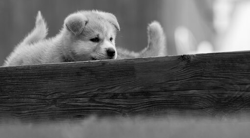 Beim Welpenkurs in Traunstein von der Hundeschule Zamperlschickeria lernen Akita Inu Welpen Grundsignale.