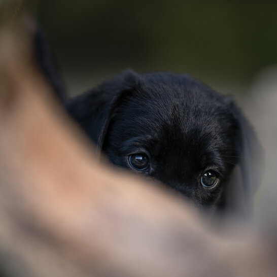 Beim Welpenkurs in Traunstein von der Hundeschule Zamperlschickeria stehen für kleine Labradore auch Praxiseinheiten an.