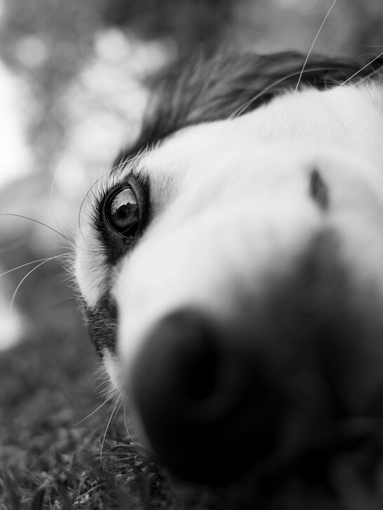 Beim Welpenkurs in Traunstein von der Hundeschule Zamperlschickeria ist es für Saluki Welpen heute eine Spielgruppe.