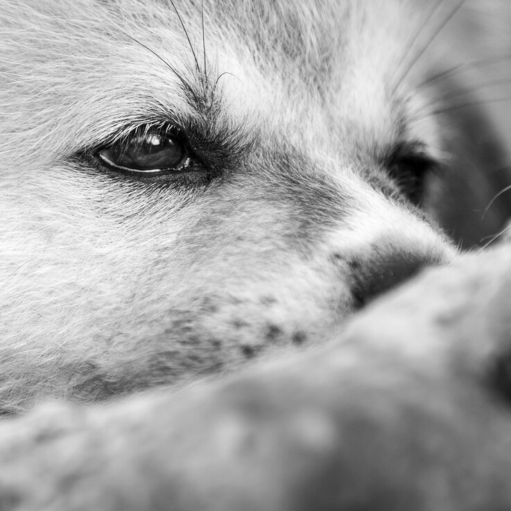 Beim Welpenkurs in Traunstein von der Hundeschule Zamperlschickeria erlernen Hunde die Grundsignale und das Gehen an der Leine.