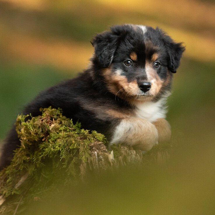 Beim Welpenkurs in Traunstein von der Hundeschule Zamperlschickeria geht es auch um die richtige Trainingsgestaltung.