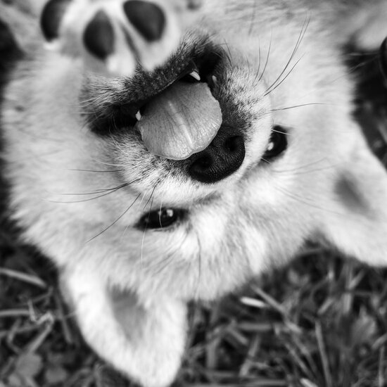 Beim Welpenkurs in Traunstein von der Hundeschule Zamperlschickeria wird der Grundstein für einen Alltag voller Gelassenheit gelegt.