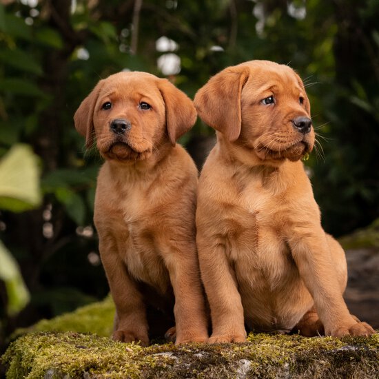 Beim Welpenkurs in Traunstein von der Hundeschule Zamperlschickeria wächst trotz rortzfrecher Labrador Welpen ein harmonisches Miteinander.