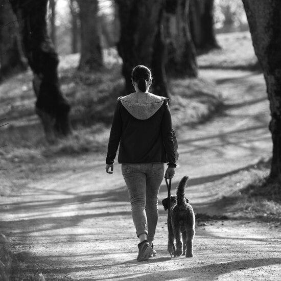 Ein Lagotto_Romagnolo lernt beim Social Walk von der Hundeschule Zamperlschickeria in Traunstein, ohne Druck auf Artgenossen zu reagieren.