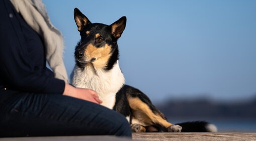 Social Walks bei der Hundeschule Zamperlschickeria in Traunstein sind für einen Collie eine gute Abwechslung zum Einzeltraining.