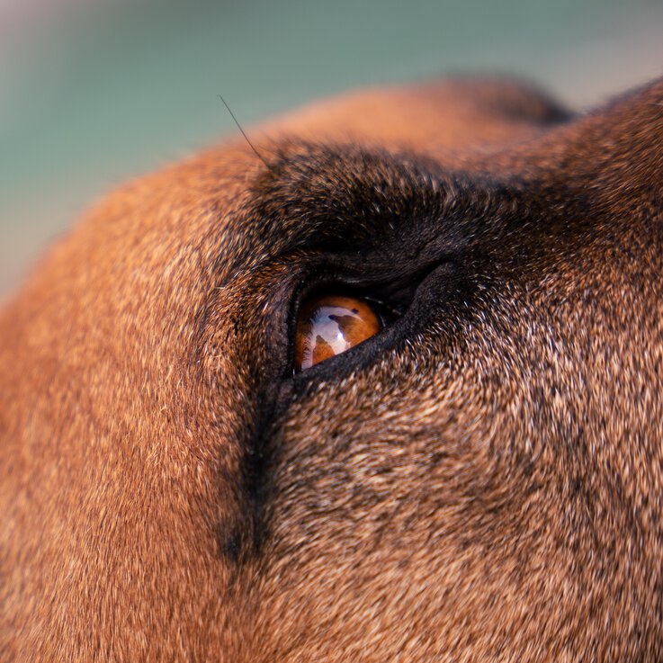 Für den Rhodesian Ridgeback wird auf dem Lernspaziergang Social Walk bei der Hundeschule Zamperlschickeria in Traunstein Begegnungstraining zum Alltag.