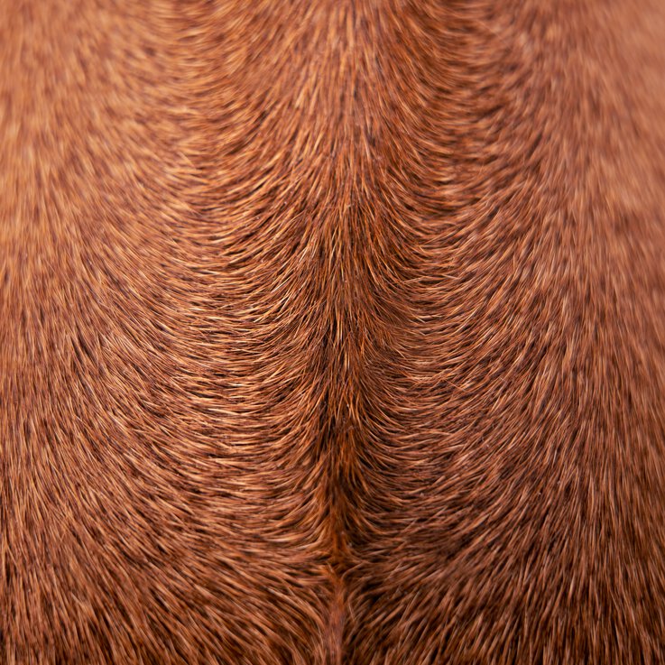 Beim Social Walk von der Hundeschule Zamperlschickeria in Traunstein werden bei Rodesian Ridgebacks Begegnungssituationen trainiert.