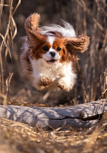 Cavalier King Charles Hündin springt beim Crossdogging.