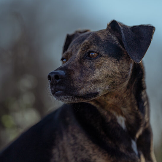 Crossdogging von der Hundeschule Zamperlschickeria in Traunstein enthält Elemente aus Trickdogging und Agility.