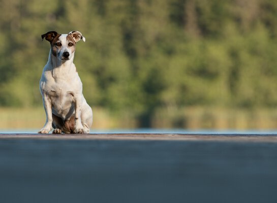 Crossdogging von der Hundeschule Zamperlschickeria in Traunstein ist Zirkeltraining für Hunde, das die Bindung zum Menschen stärkt.