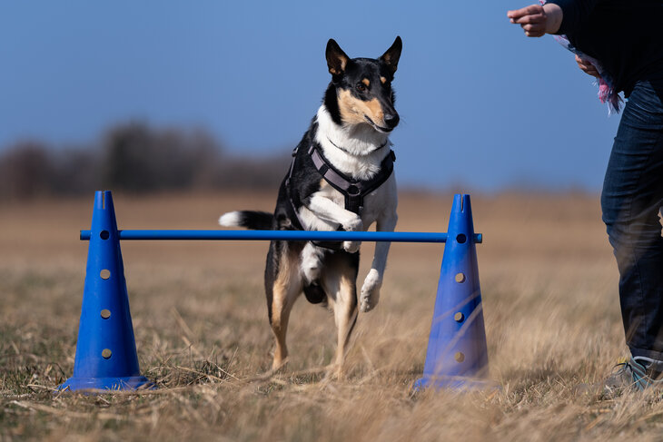 Collie springt beim Crossdogging von der Hundeschule Zamperlschickeria in Traunstein über eine Hürde.