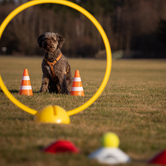 Lagotto Romagnolo wartet beim Crossdogging von der Hundeschule Zamperlschickeria in Traunstein aufs Apportieren.