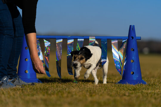 Parson Terrier kriecht beim Crossdogging von der Hundeschule Zamperlschickeria in Traunstein unter einer Hürde durch.