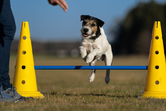 Parson Terrier springt beim Crossdogging von der Hundeschule Zamperlschickeria in Traunstein über eine Hürde.