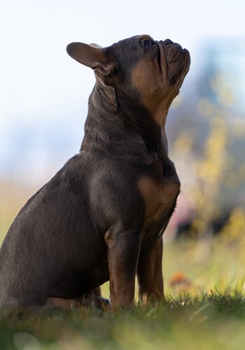 Training der Impulskontrolle mit Französische Bulldogge beim Crossdogging von der Hundeschule Zamperlschickeria in Traunstein.