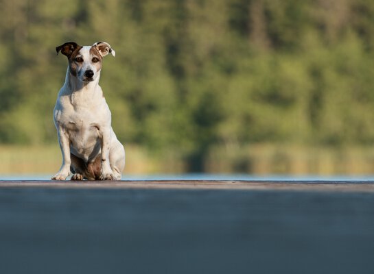 In der Hundeschule Zamperlschickeria in Traunstein im Chiemgau zwischen München und Salzburg findest du professionelles Hundetraining