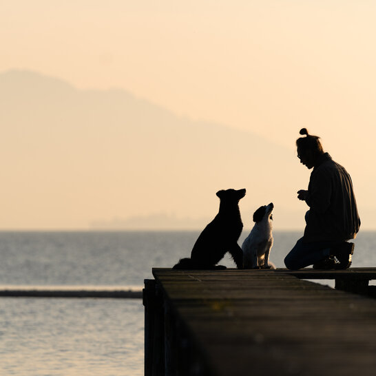 Durch liebevolle Erziehung wird in der Hundeschule Zamperlschickeria in Traunstein bei professionellem Hundetraining der Grundstein für eine respektvolle Mensch-Hund-Beziehung gelegt.