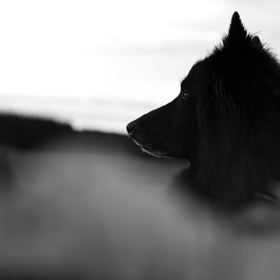 In der Hundeschule Zamperlschickeria in Traunstein findet bei professionellem Hundetraining artgerechte Erziehung und Auslastung auf unserem Trainingsgelände statt.