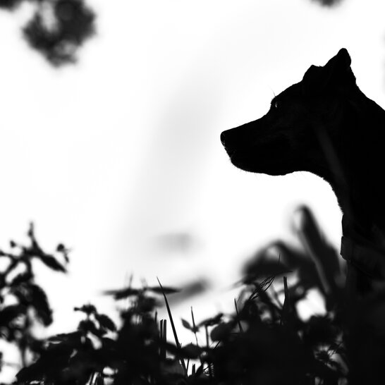 Durch gewaltfreie konsequente Hundeerziehung lernt dein Labrador in der Hundeschule Zamperlschickeria wie er sich auf der Gassirunde verhält wenn ihr Hasen oder einem Reh begegnet.