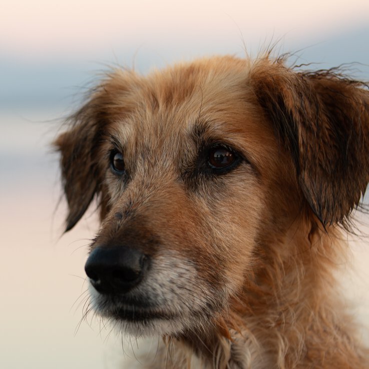 Bim Klickertraining in der Hundeschule Zamperlschickeria in Traunstein wird die Kommunikation von Mensch-Hund-Teams gestärkt.