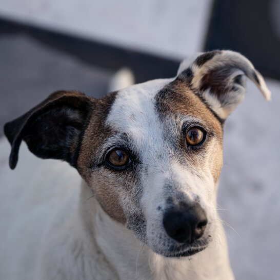 Schon im Welpenalter kann man in der Hundeschule Zamperlschickeria in Traunstein beginnen mit Hilfe von Clickertraining an Tricks oder der Grunderziehung zu trainieren.