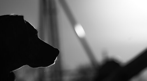 Beim Klickertraining in der Hundeschule Zamperlschickeria in Traunstein verbessert ihr eure Kommunikation.