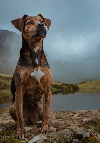 Das Hundetraining von der Hundeschule Zamperlschickeria im Chiemgau zeichnet sich durch Akribie aus.