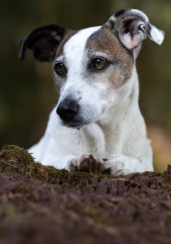 Das Hundetraining von der Hundeschule Zamperlschickeria im Chiemgau zeichnet sich durch Gelassenheit aus.