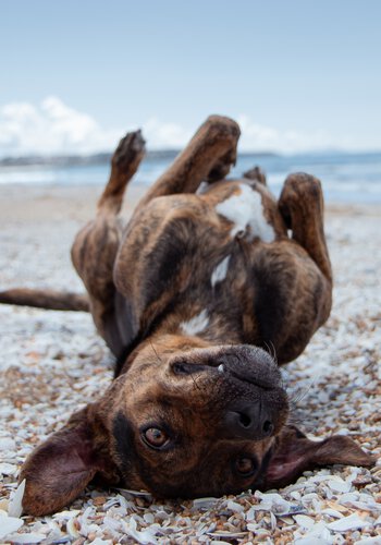 Das Hundetraining von der Hundeschule Zamperlschickeria im Chiemgau zeichnet sich durch Kreativität aus.