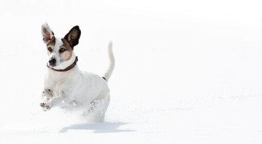  Jack Russel Hündin rennt beim Hundetraining von der Hundeschule Zamperlschickeria im Chiemgau durch den Schnee.