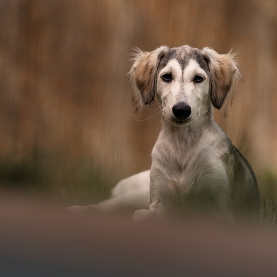 Im Welpenkurs von der Zamperlschickeria Hundetraining Traunstein legen wir den Grundstein für eine entspannte Zukunft.