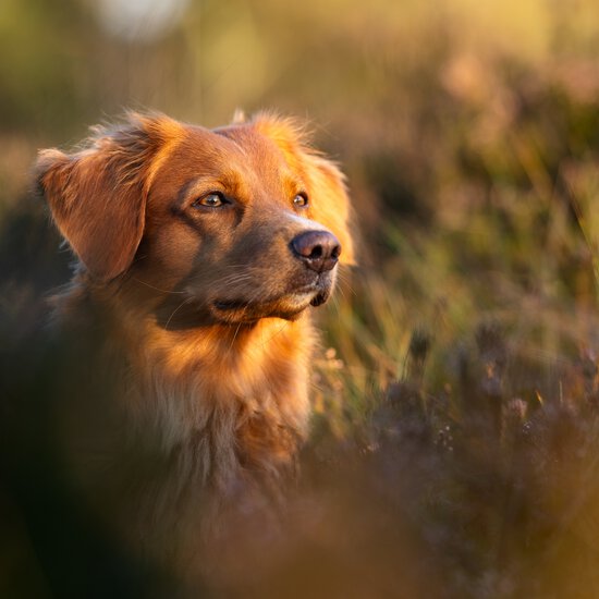 Beim Crossdogging von der Zamperlschickeria Hundetraining Traunstein haben alle Hunde Spaß - ob vom Züchter oder aus dem Tierheim.