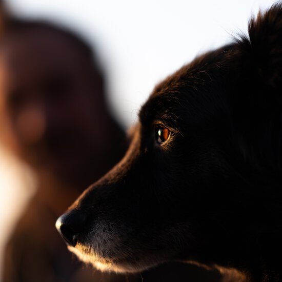 Beim Social-Walk lernen Hunde aus dem Tierschutz oder Tierheim mit Leinenaggression, wie Hundebegegnungen auch passieren können.