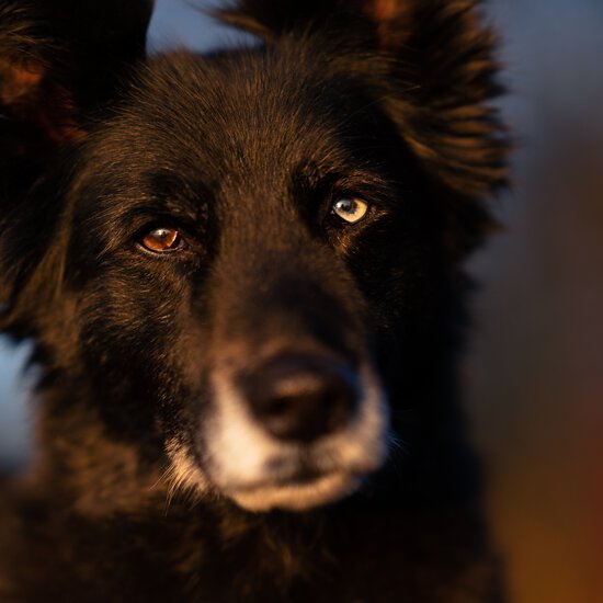 Beim Clickerkurs von der Zamperlschickeria Hundetraining Traunstein lernst du eine klare Kommunikation mit deinem Hund.