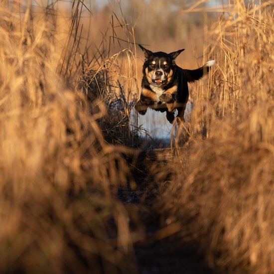 Auch für Hunde aus dem Tierschutz und dem Tierheim bietet die Zamperlschickeria Hundetraining Traunstein in Form einer Kaufberatung an.