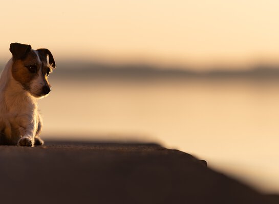 Jack Russel Hündin sitzt beim Hundetraining von der Zamperlschickeria in Traunstein auf einem Steg.