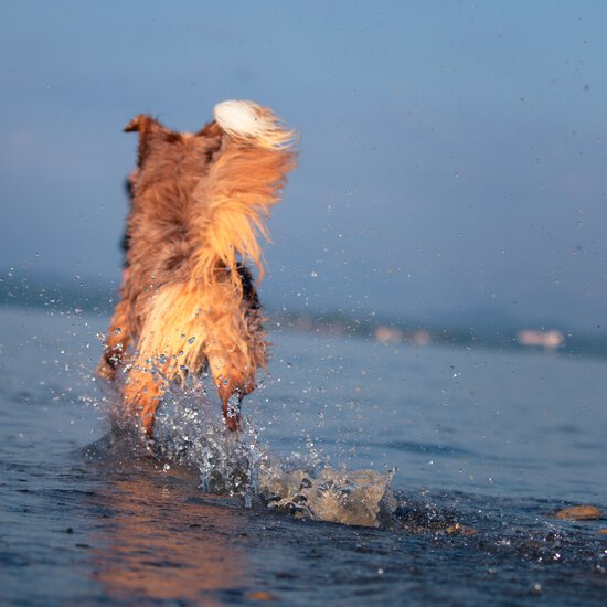 Australian Shepherd apportiert aus dem Wasser beim Training von der Hundeschule Zamperlschickeria im Chiemgau