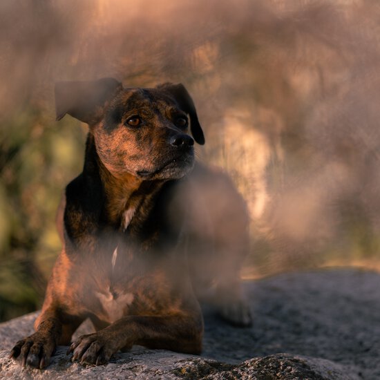 Labrador Mischling macht Platz beim Training von der Hundeschule im Chiemgau