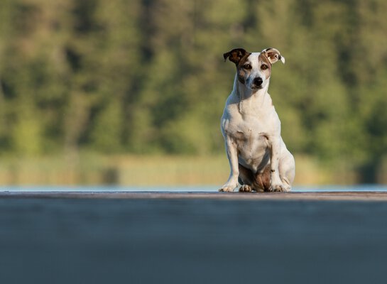 Jack Russel macht beim Training von der Hundeschule Zamperlschickeria im Chiemgau Sitz auf einem Steg.