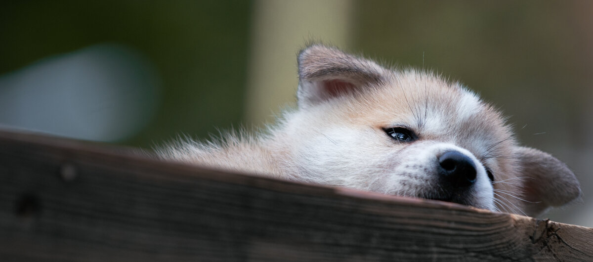 Akita Inu Welpe beim Crossing bei der Zamperlschickeria in Traunstein duckt sich hinter einem Brett.