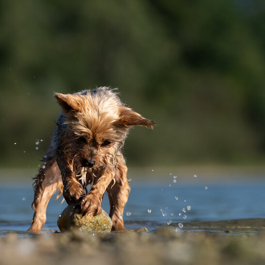 Durch gewaltfreie konsequente Hundeerziehung lernt dein Schäferhund in der Hundeschule Zamperlschickeria wie er sich im Freilauf gegenüber Joggern und Artgenossen verhalten soll. | © Zamperlschickeria